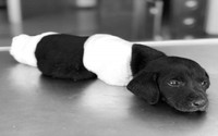 Gerçek cani saklanıyor iddiası