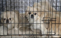 Ankara'da ikinci köpek faciası