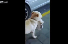 Yavrusunu alışveriş poşetinde taşıyan köpek