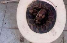 Tuvalete gitti, 3 metrelik yılanla karşılaştı