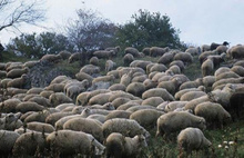 Esrar yiyen koyunlar köyü birbirine kattı