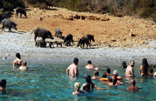 Bodrum'daki domuzları tatilciler besledi