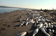 Ege ve Akdeniz'de ölü balık alarmı