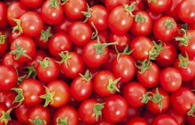 Rusya'yla domates krizi bitiyor
