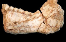 300 bin yıllık insan iskeleti bulundu