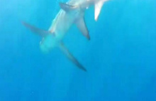 Antalya'da 5 metrelik köpek balığı