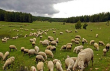 300 koyun projesinin şartları belli oldu
