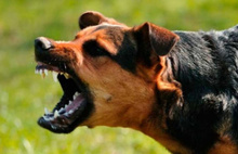 Köpek saldırıları artabilir uyarısı