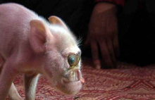 Çin'deki bilim insanları, maymun ve domuzdan yeni bir canlı üretti...
