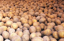 Patates ithalatında vergi sıfırlandı