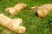 Büyücülere satmak için 16 aslanı katledip yüz ve pençelerini kestiler