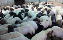 TİGEM arazisinde otladıkları için gözaltına alınan koyunlar serbest bırakıldı