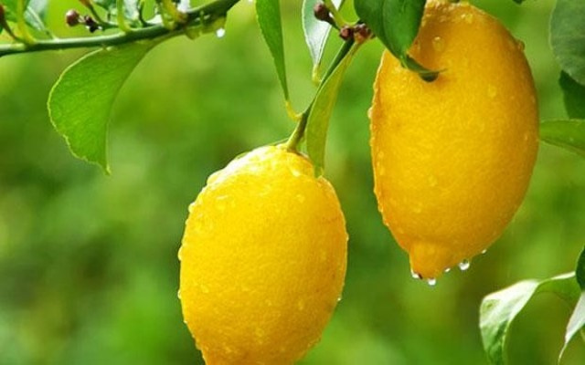Rusya'dan kabak ve limon yasağı
