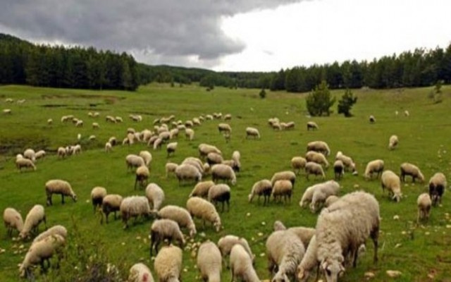 300 koyun projesinin şartları belli oldu