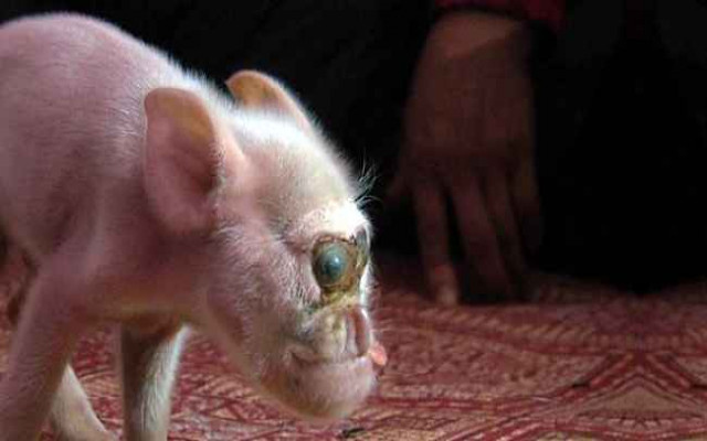 Çin'deki bilim insanları, maymun ve domuzdan yeni bir canlı üretti...