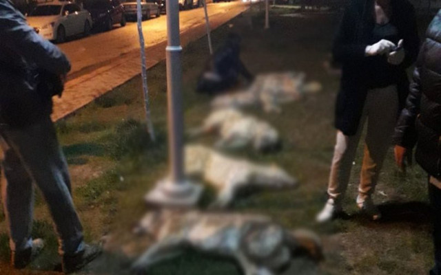 Ankara'da köpek katilamına büyük tepki
