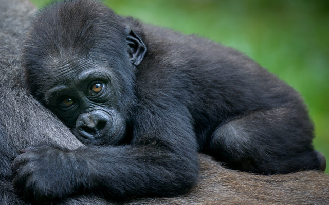 Gorillerin bitmeyen çilesi: Koronavirüs onları da vurabilir