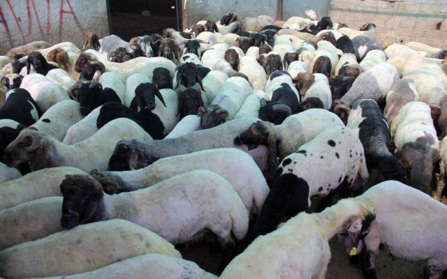 TİGEM arazisinde otladıkları için gözaltına alınan koyunlar serbest bırakıldı