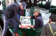 Marmara'da hamsi bereketi