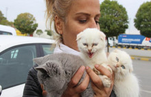 Devlet ihaleyle kedi yavrusu sattı