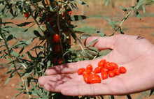 Go Berry Türkiye'de llk ürününü verdi
