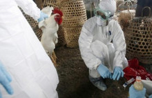 Kuş gribi tehlikesi Türkiye'ye yaklaşıyor