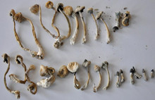 Lüks villada Sihirli mantar şoku