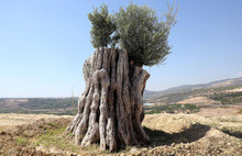 800 yıllık zeytin ağacı meyve verdi