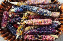 Renkli mısır siparisine yetişemiyor