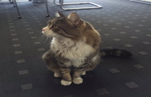 Şero da CHP'yi eleştirenlere katıldı