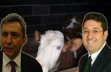 Belediyede Hollanda ineği krizi