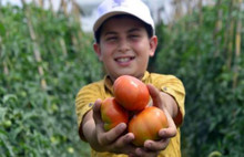 Domatesin fiyatında hızlı düşüş