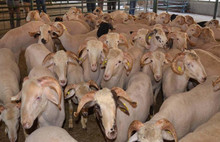 Kurbanlık fiyatları el yakacak