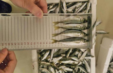 Tonlarca balığa el konuldu