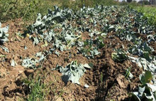 İzmir'de mide bulandıran olay