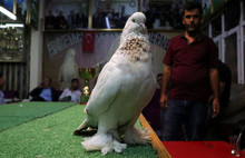 Kuş için 100 bin lira