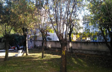 Otopark bahanesiyle ağaç kıyımı