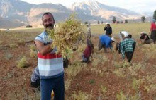 Tunceli'ye Komünist başkan adayı