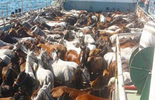 Atlara yapılan zulüm için sanatçılardan çağrı