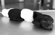 Yavru köpek vahşetinde son dakika gelişmesi