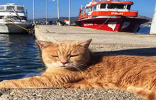 Bodrum belediyesinden anlamlı seçim çağrısı