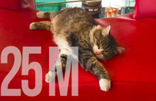 Yattığı yerden 25 milyon tıklandı