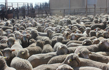 İstanbul'da kurban satışları başladı