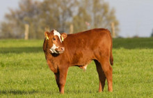 Şarbon hastalığı nasıl bulaşır?