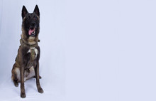 İşte Bağdadi'yi bitiren o köpek