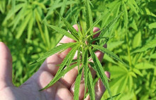 Tütün yerine Kenevir üretimi önerildi