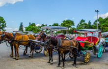 Büyükada'da at vebası sonrası adaya hayvan giriş çıkışı yasaklandı
