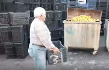 İşte çiftçinin içler acısı hali! Ağlayarak çöpe döktü