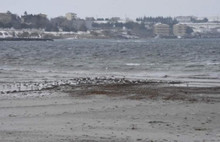 Tekirdağ'da korkutan görüntü depremin habercisi mi?