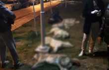 Ankara'da köpek katilamına büyük tepki